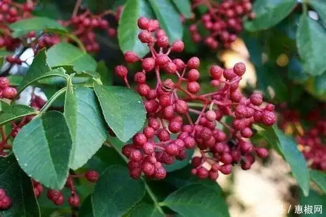 花椒的种植方法