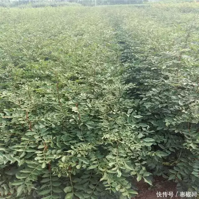 花椒的种植方法