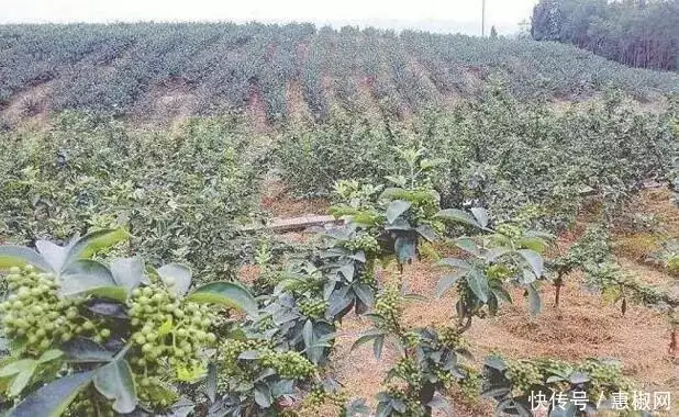 花椒的种植方法
