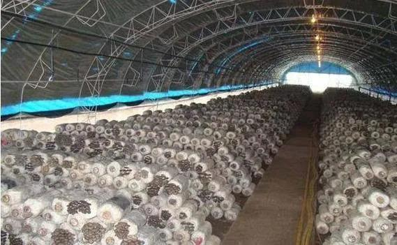 最新平菇种植技术