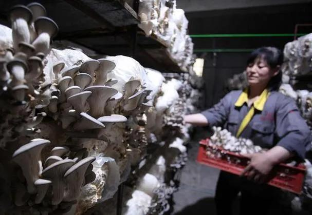 最新平菇种植技术