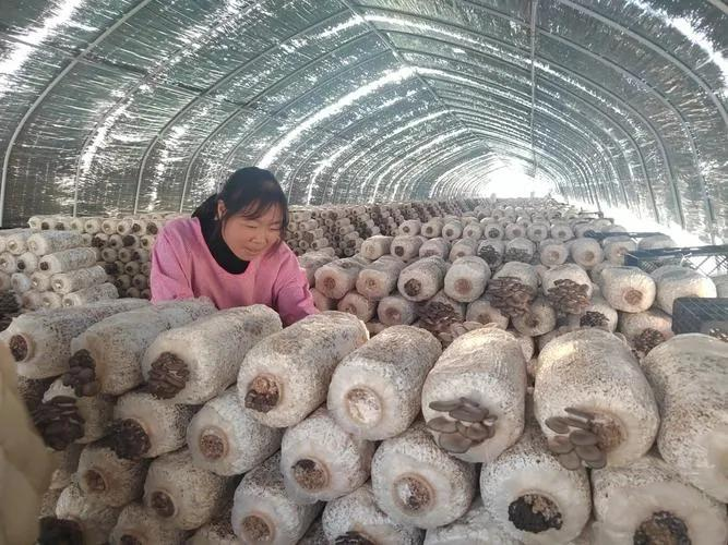 最新平菇种植技术