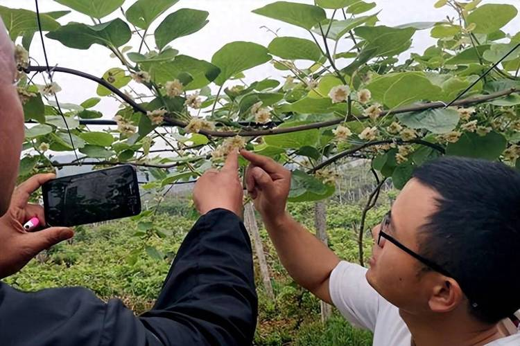 狝猴桃种植技术