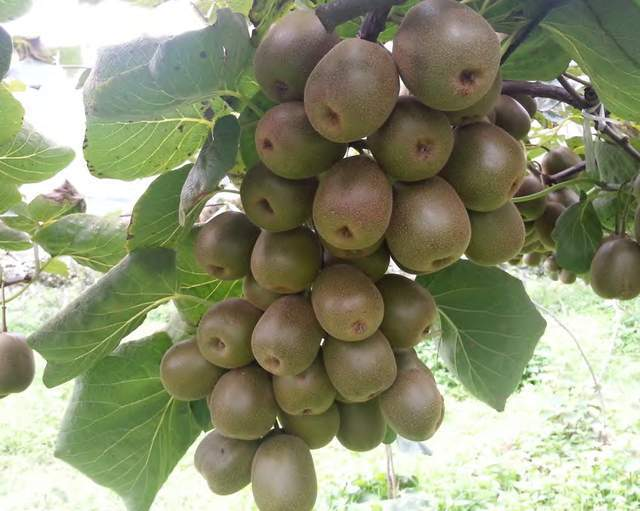 狝猴桃种植技术