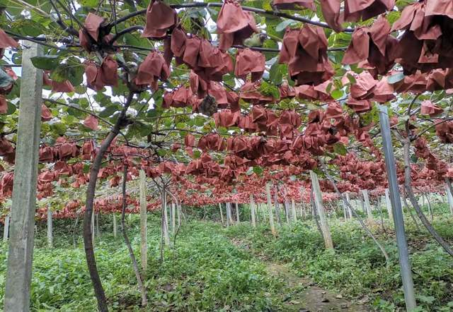 狝猴桃种植技术