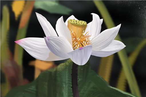 碗莲的种植方法详 65533