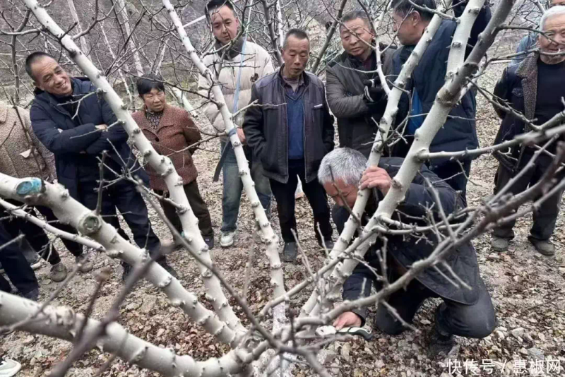 花椒的种植方法