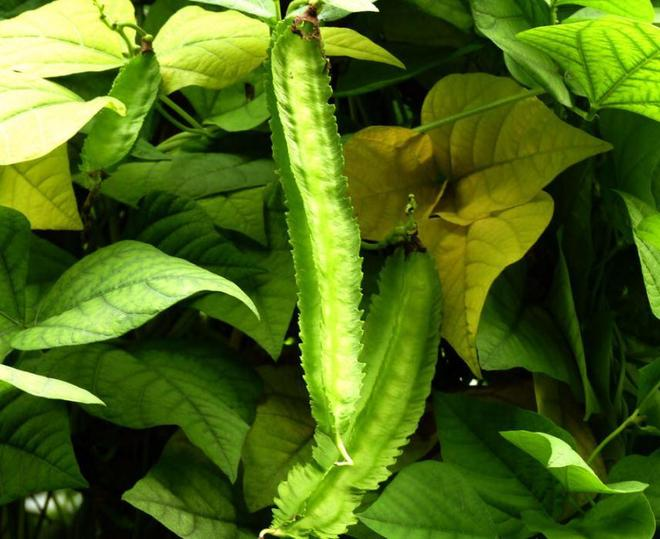 Plantation techniques for quadrants