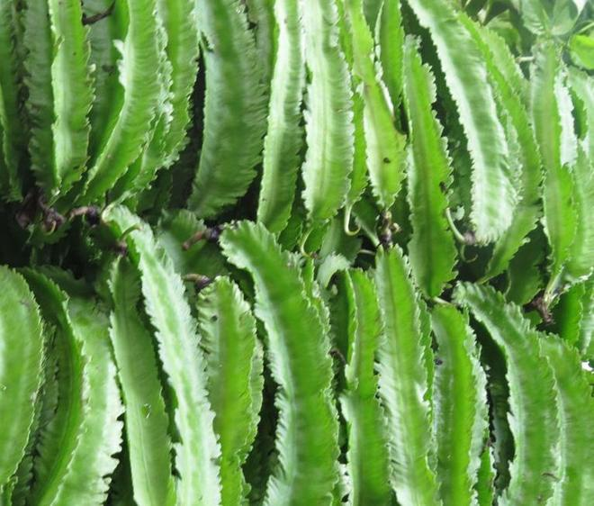 Plantation techniques for quadrants