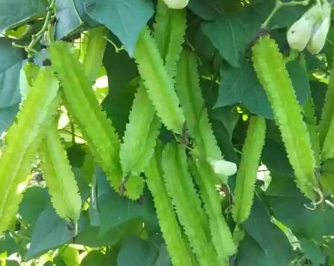 Plantation techniques for quadrants