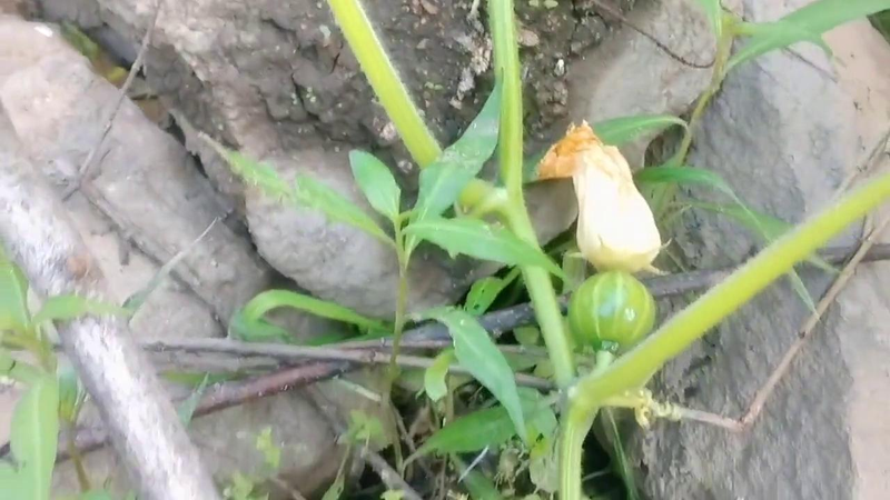 露地黄瓜种植技术视频