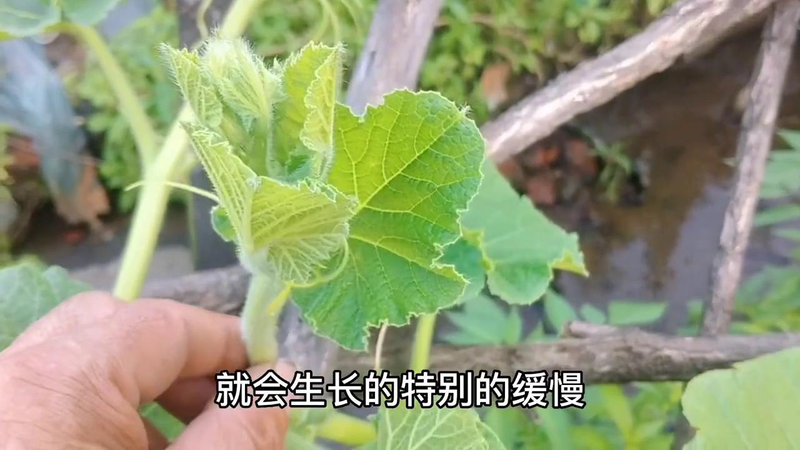 露地黄瓜种植技术视频