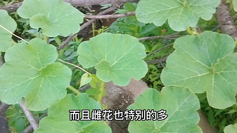 露地黄瓜种植技术视频