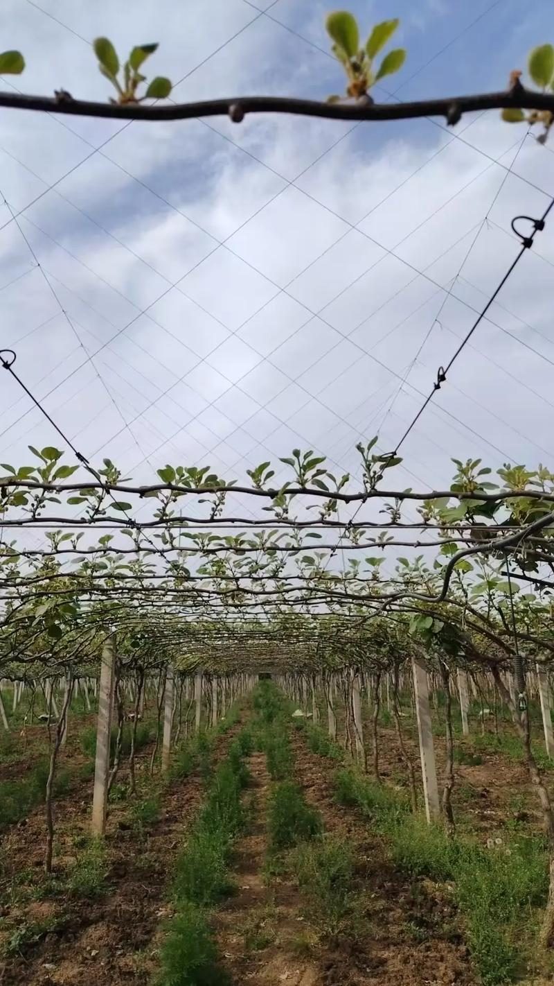 狝猴桃种植技术