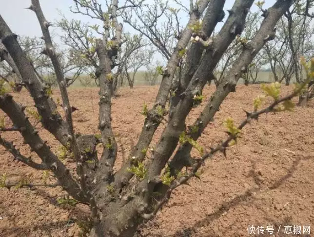 花椒的种植方法