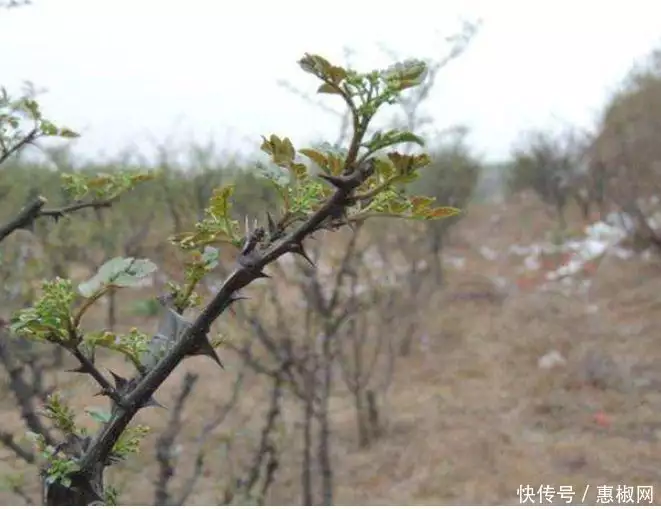 花椒的种植方法