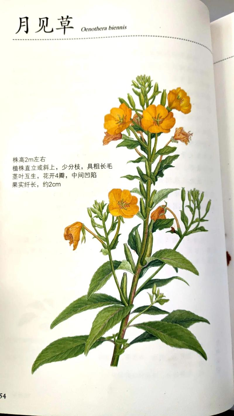 美丽月见草种植方法