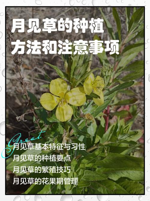 美丽月见草种植方法