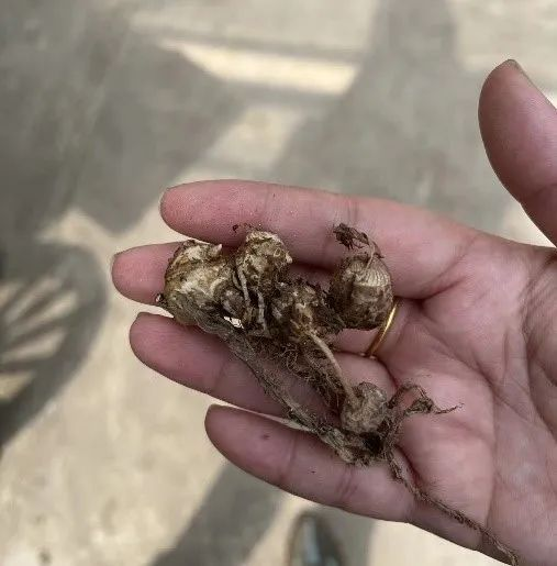 荷兰多头菊种植方法