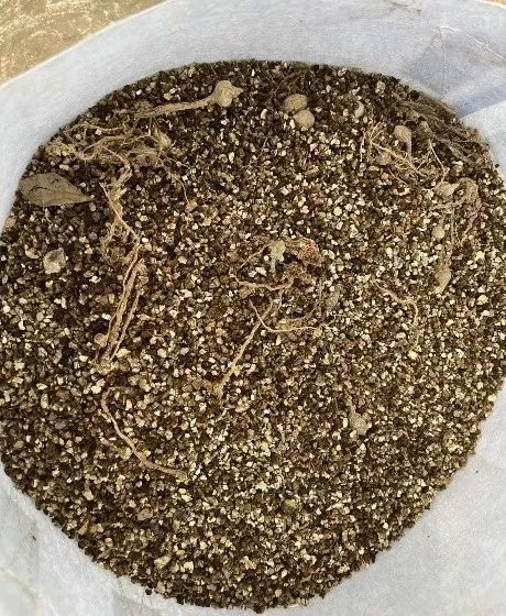 荷兰多头菊种植方法