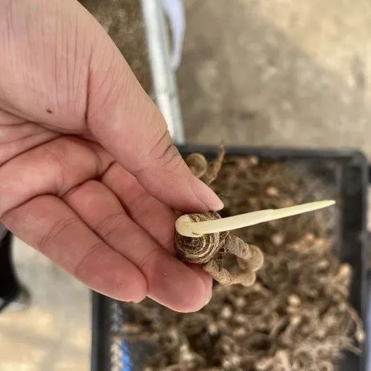 荷兰多头菊种植方法