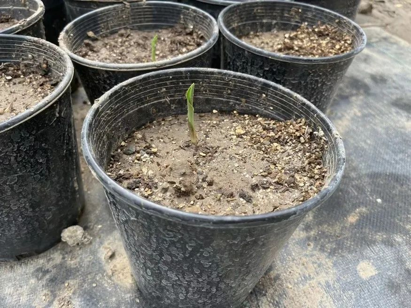 荷兰多头菊种植方法