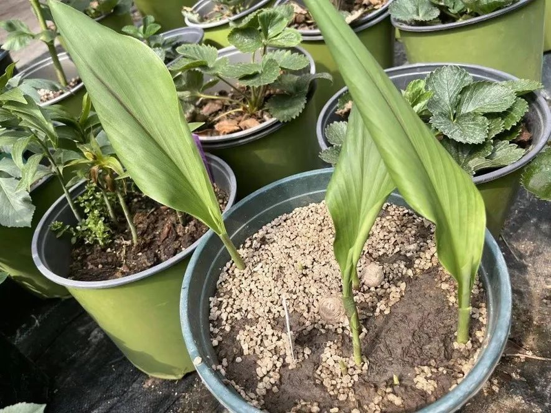 荷兰多头菊种植方法