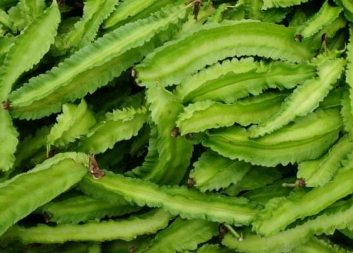 四棱豆的种植技术