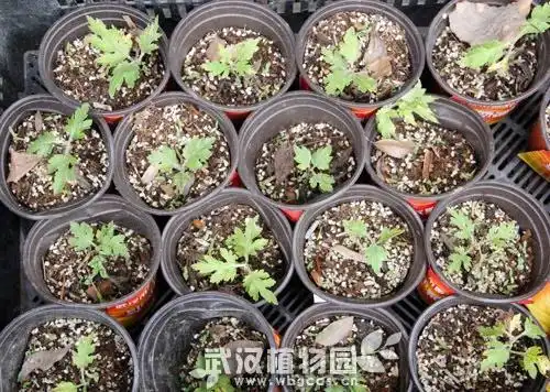 荷兰多头菊种植方法