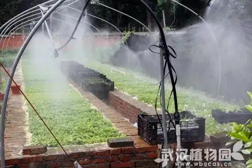 荷兰多头菊种植方法