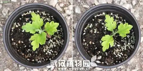 荷兰多头菊种植方法