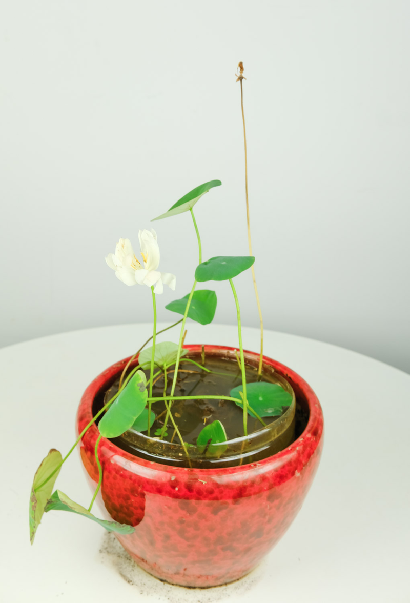 碗莲的种植方法详 65533