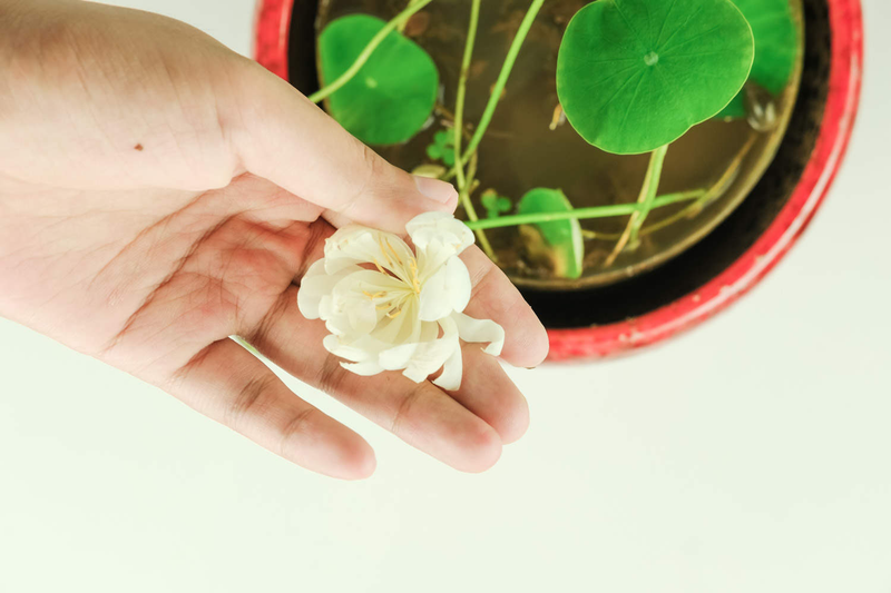 碗莲的种植方法详 65533