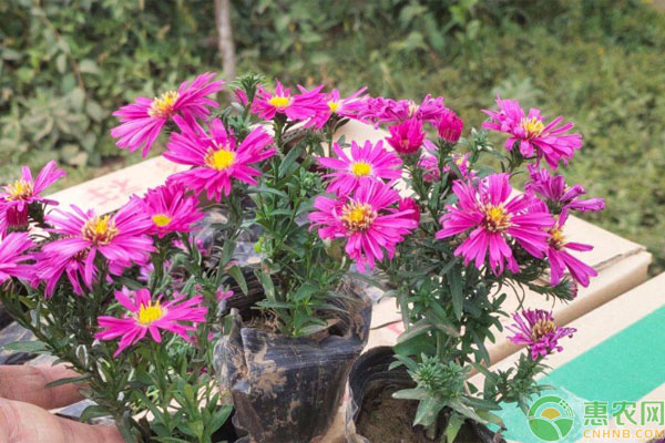荷兰多头菊种植方法