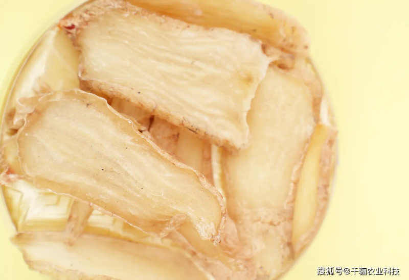 天麻人工种植技术