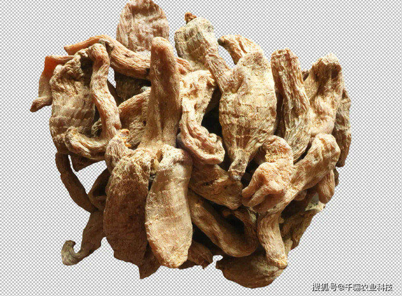 天麻人工种植技术