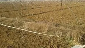 大棚黄瓜种植技术冬季