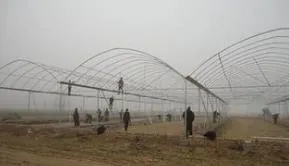 大棚黄瓜种植技术冬季