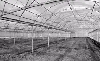 大棚黄瓜种植技术冬季