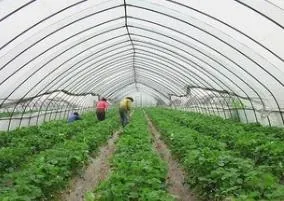 大棚黄瓜种植技术冬季