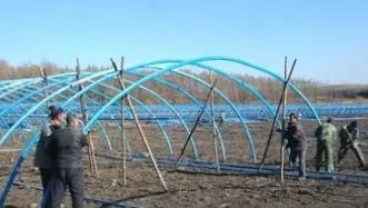 大棚黄瓜种植技术冬季