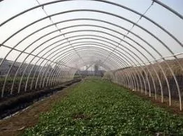 大棚黄瓜种植技术冬季