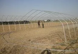 大棚黄瓜种植技术冬季