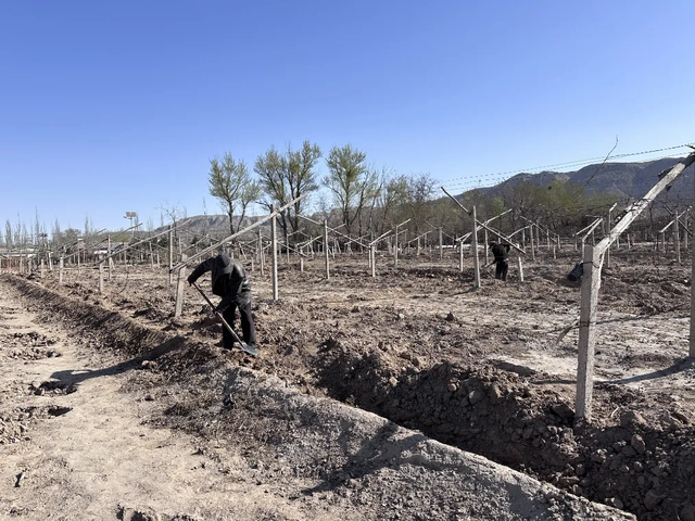 露地葡萄种植技术视频
