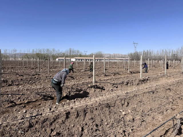 露地葡萄种植技术视频