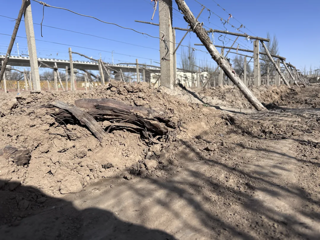 露地葡萄种植技术视频