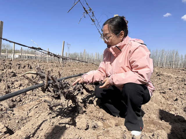 露地葡萄种植技术视频