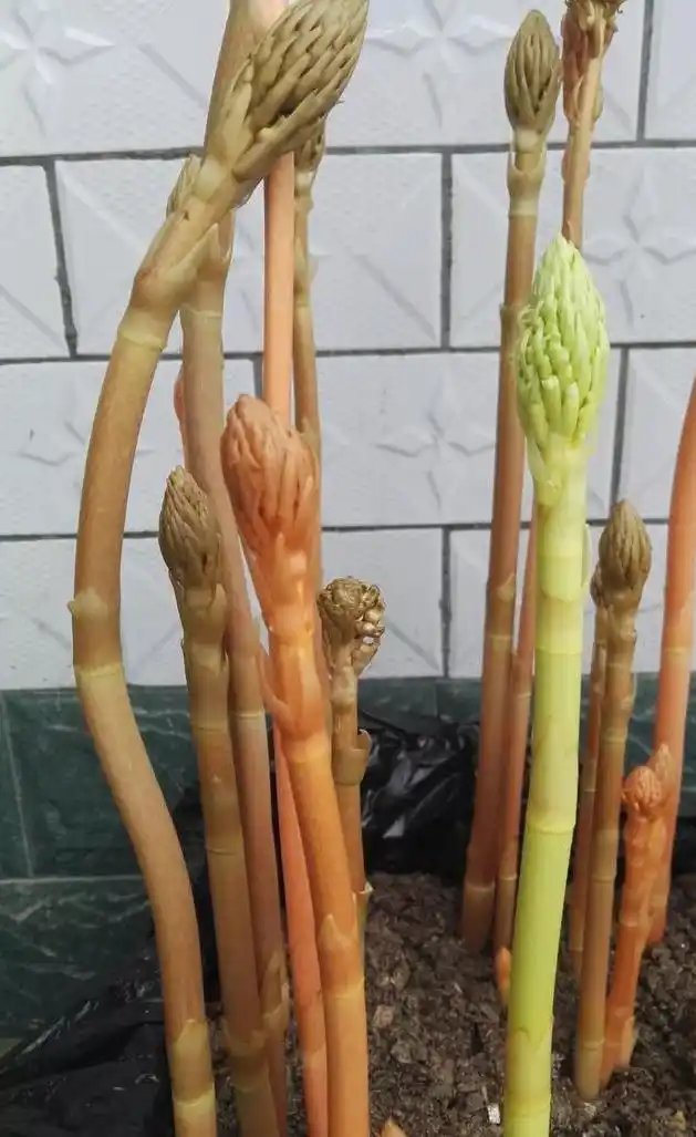 天麻人工种植技术