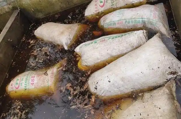 天麻人工种植技术