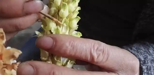 天麻人工种植技术